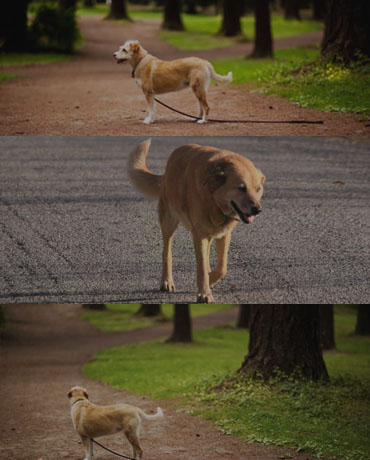 Soluciónes GPS para Localización Satelital de Mascotas
